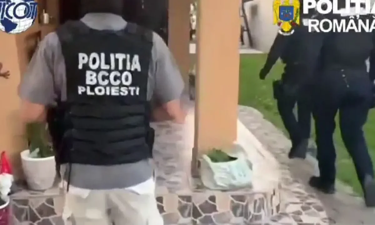 Rețea de trafic de canabis, destructurată în Prahova. Cinci suspecți au fost arestați